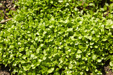 Green grass with dew summer background