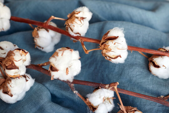 White cotton flowers on blue fabric