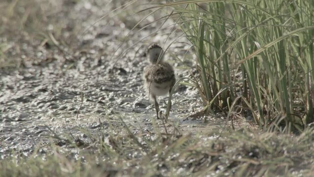 lapwing in springtime, duemmer basin 