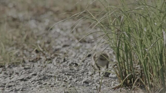 lapwing in springtime, duemmer basin 