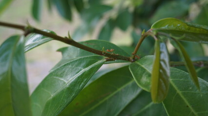 Fire ant on a stem