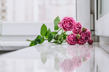 Pink roses lie on the windowsill. Shrub roses lie on a white windowsill.