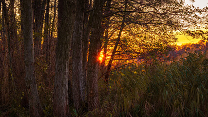 Fototapeta premium Golden hour by the Narew River