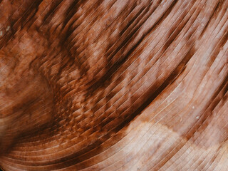 texture of dry leaf background