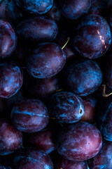 Plum Fruits Background. Purple Plums OrganicAutumn  Season Crop