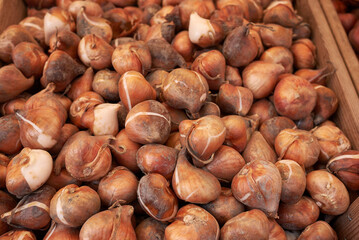 Tulipa bulbs