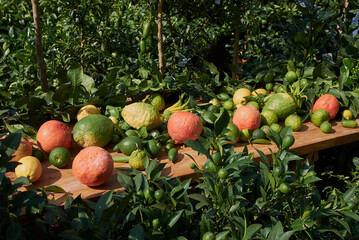 variety of citrus fruits 