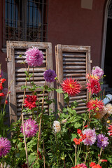 Guastalla, Italy - September 28, 2019 : Dahlia plants arrangement in Guastalla fair