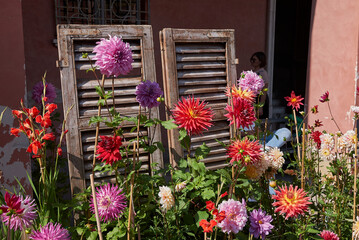 Fototapeta na wymiar Guastalla, Italy - September 28, 2019 : Dahlia flowers arrangement in Guastalla fair