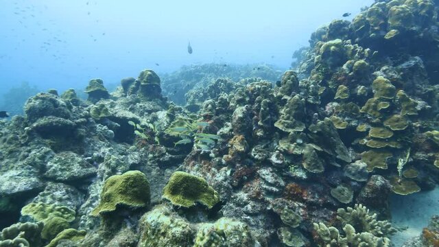 Mountainous Star Coral among others and goat fish on healthy tropical reef