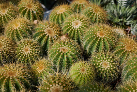 Parodia magnifica