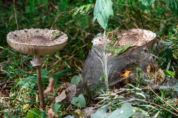 Amanita muscaria. Poisonous mushroom in nature. Fly agaric in forest