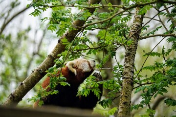 Posing red panda