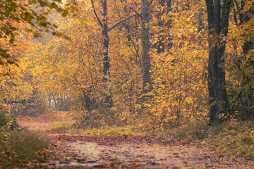 Fototapeta premium Rain and fall hues in the Monticolo Forest in South Tyrol, Italy.