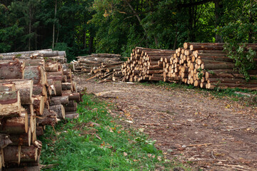 Logs in a heap. harvesting pine logs in the forest