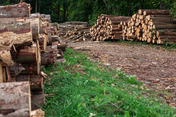 Logs in a heap. harvesting pine logs in the forest
