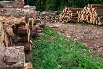 Logs in a heap. harvesting pine logs in the forest