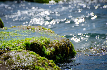 moss covered rocks