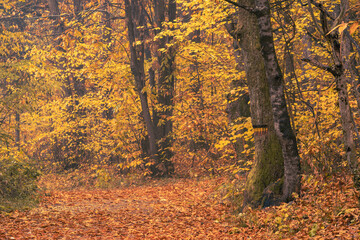 Rain and fall hues in the Monticolo Forest in South Tyrol, Italy.