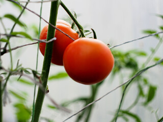 In the greenhouse, tomato fruits ripen on the beds.