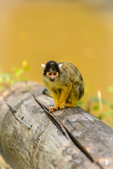Singe jaune