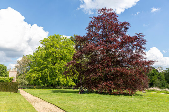 A copper beech and a common beech tree at Oxburgh Hall, Norfolk UK