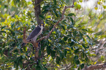 Peregrine falcon (Falco peregrinus) with kill at Sundarbans NP, West Bengal, India.