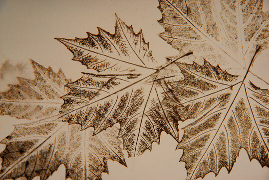 artistic image - imprints of leaves - Graphics - monoprint