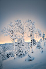Three trees under a layer of snow after the snowstorm, Gaspesie, QC, Canada