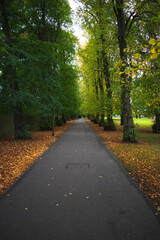 road in autumn forest