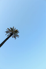 A single date palm tree. A palm tree under a blue sky.