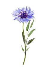 Cornflower isolated on white