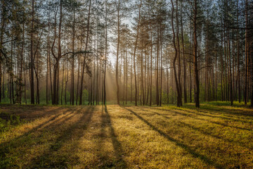Summer landscape with foggy morning in forest