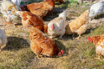 A lot of chiken on countryside farmyard. Hens are pecking grain in the grass.
