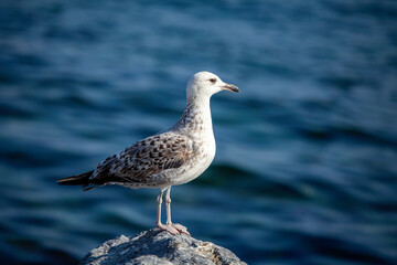 seagull on the rocks