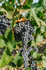 Detail of sweet organic juicy grapevine in autumn.Close up of red grapes in vineyard,grape harvest concept.Branches of fresh grapes growing in south Moravia.Wine making concept.Agricultural food scene