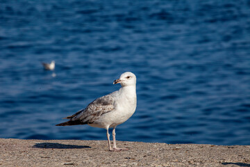 seagull on the beach