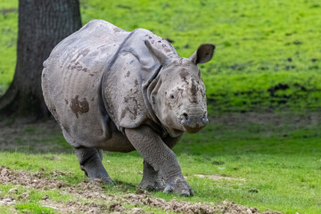 Naklejka premium Baby rhinoceros walking in the savannah 
