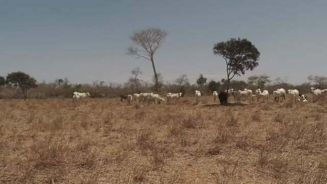 Nellore cattle grazing in a dry place on a sunny day