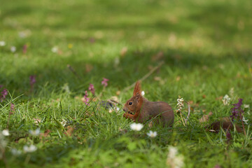 Squirrel (Sciurus) sitting in a spring meadow eating something. Side view. Close up.
