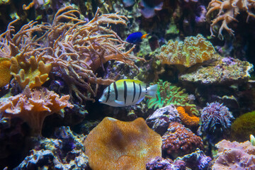 Underwater world. Coral reef under water