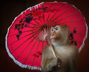 Glamorous macaque with a red umbrella