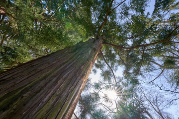 Tree Sickle fir (Cryptomeria japonica, Sicheltanne) Huge monumental plant with thick trunk and...