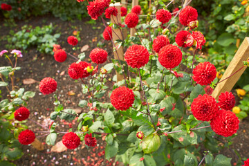 Close up of red and white asteraceae dahlia 