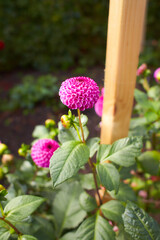 Close up of red and white asteraceae dahlia 