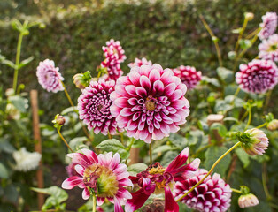 Fototapety na wymiar - Fototapeta24.pl