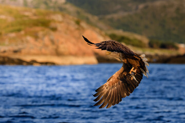 White-tailed eagle in flight, eagle with a fish which has been just plucked from the water, Flatanger, Norway, eagle with a fish flies over a sea, majestic sea eagle 
