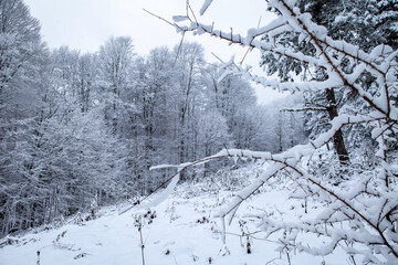 snow covered trees in winter