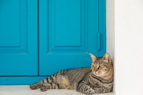 Domestic Cat relaxing in a sunny on a for cill