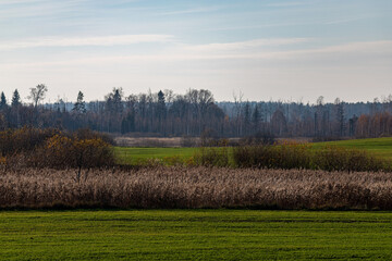 Autumn grass. Reed on the meadow, reed layer, reed seeds. Forest. Pastel reeds plantation. Minimal trend concept. Abstract natural background, beautiful pattern with neutral colors. Selective focus